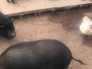 Popcorn 🍿 Party 🎉 | Outsiders Farm & Sanctuary