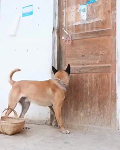 194K views · 322 reactions | Cute smart dog | Lost Souls Radio | Facebook