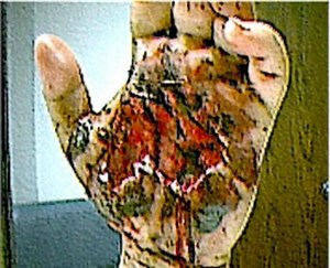 Poisonous Snakes, Spiders, Bugs And Insects in Africa Whilst On Safari