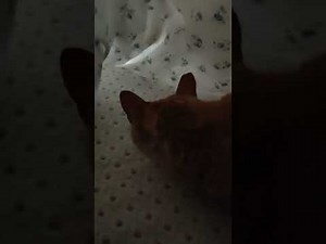 Playing under blanket 😹😻