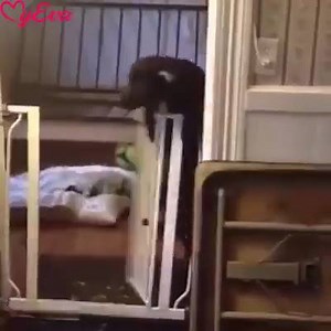 30K views · 638 reactions | Pisici amuzante | Babuta cea Amuzanta | Facebook