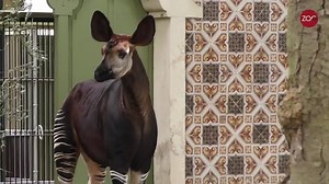 Nieuwe okapi Lindi aangekomen in vernieuwde ZOO Antwerpen. | ZOO Antwerpen
