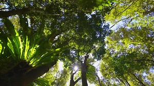 Fluxo de água do parque nacional de springbrook para cachoeiras, costa de ouro, queensland, austrália | Vídeo stock Premium