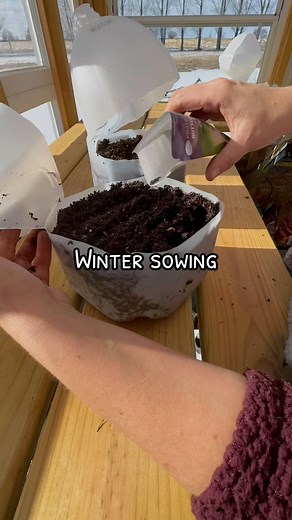 Winter Sowing Native Perennials 🌱 This year, I’m giving the milk jug greenhouse method a try for my native perennials! It’s a game-changer for saving time, money, and space since the jugs can be stored outside all winter. Today, I sowed perennials labeled C(60)—meaning they need cold, moist stratification for 60 days to germinate. This process mimics the natural freeze-thaw cycles these seeds experience in the wild, ensuring they’re ready to grow come spring! Have you tried winter sowing before