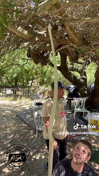 Exploring Boomslang Snakes: Nature's Climbing Experts