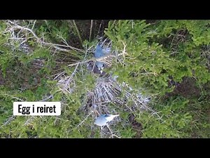 Hegrer sett ovenfra, Finnsnes den 15/4-2026 (drone)