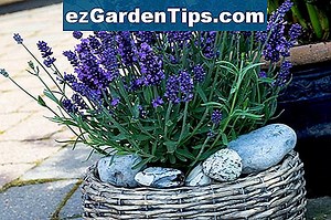 Как да извлечем масло от лавандула от растение лавандула 🌱 Съвети Градинари - Bg.ezGardenTips.com