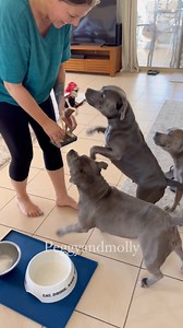 64K views · 5.7K reactions | Getting ready for our Halloween party is alot of fun with these guys around . Our friend Axel ( Lion ) joined in the fun  | Peggy and Molly | Facebook