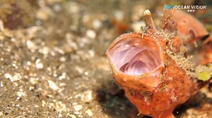 One of the interesting behaviors of Frogfishes is when they yawn. Either they "realign their jaws" or "warn their preys". Filmed at Ambon (Indonesia). #nationalgeographic #indonesia #underwaterlife #weefine #scuba #divinglife #fish #scubadiving #discover #creature #ambon #indo #frogfish | OceanVizion