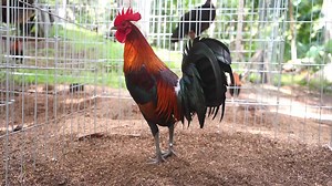 Gilmore Hatch | Twin Brothers Gamefarm