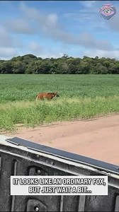 Rare maned wolf looks like fox and deer at the same time 😳 | Chris & Emily