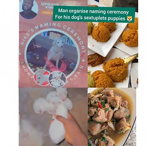 1K views · 13 reactions | Yoruba Man organise naming ceremony for his dog's sextuplets puppies  Even with increase of fuel price | Comedian OROBO Tv | Facebook