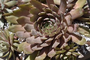 Hens and Chicks Succulents: How to Grow Hens and Chicks
