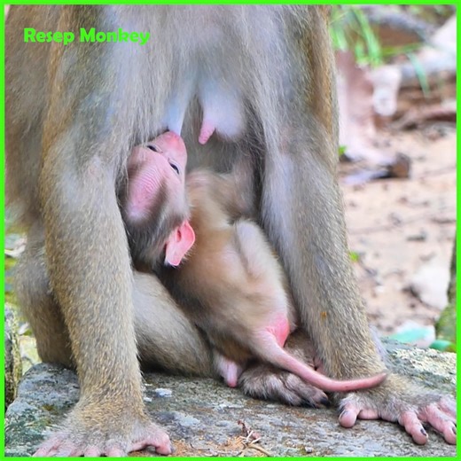 3.1K views · 118 reactions | Extremely pity baby monkey crying shaking no milk! | RESEP Monkey | Facebook