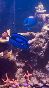 Newest member of @bucksreef — a Melanus wrasse 😉 | Kerry Buck