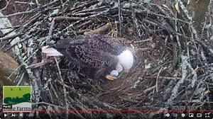 Eggciting news! N.J. bald eagle nest cam now shows 2 eggs. Watch live.