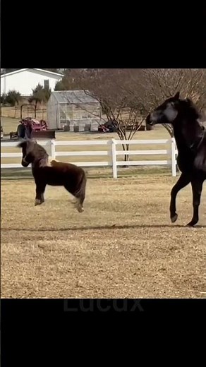 Horse core #lucdx #horse #equestrian #koń #pony #funny #horsecore