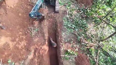 Baby elephant rescued from hole and reunited with mother