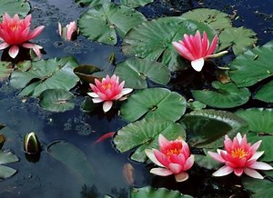 Dessin et peinture -vidéo 2431 : Le saule pleureur et les nymphéas au couteau - peinture â l'huile.  - Le blog de lapalettedecouleurs.over-blog.com