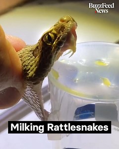 136K views · 228 reactions | This guy “milks” rattlesnake venom for research. | BuzzFeed Video | Facebook