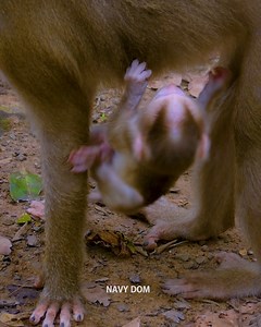 12 reactions | Oh no.. Poorest baby monkey Leo trying to hold mum and find milk bar, Why mum very lazy carry her baby monkey like this? #monkey #baby #animal #wildlife | Lovely Monkey | Facebook