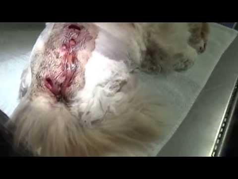 Cat With Maggots in Wounds