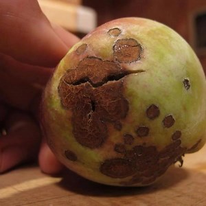 #Apple #scab is a disease of Malus trees, such as apple trees, caused by the ascomycete fungus Venturia inaequalis. How can we manage this #disease? | Plants Health