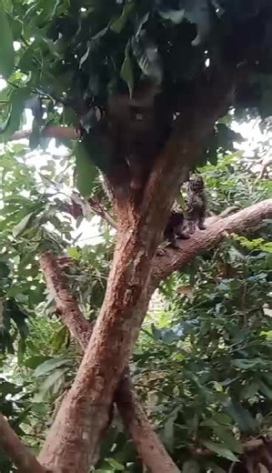 ดาวฮาริส บน TikTok