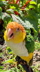 Puffman took a shower in the wilderness and he tells Mom off! 😆 #parrots #birds #caique | Parrot Playhouse