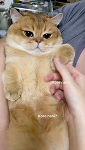 8.6K views · 1.2K reactions | What kind of Chonk is this ? https://instagram.com/toasted_elvis | Elvis - The Toasted Prince | Facebook