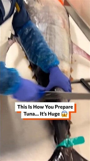 This Is How You Prepare Tuna... It's HUGE 😱 🐟 #TunaBreakdown #GiantTuna #BluefinTuna