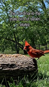 Northern Cardinal Facts #gardenbirds #birdphotography #birdlovers #reelsvideo #reelsviral #reelsinstagram | Viral A2