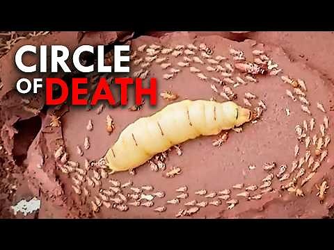 Why Do Termites Lick Their Queens To Death?