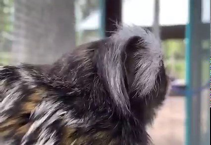 48 reactions | Our Marmosets are looking for you  come on out to Indian Creek Zoo! https://indiancreekzoo.com/ | Indian Creek Zoo | Facebook