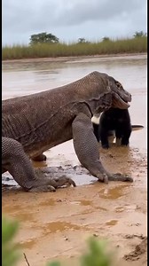 2.1M views · 39K reactions | Badger Bertembung Muka dengan Komodo!  Badger Faces Off with a Komodo Dragon! . . . . #Sora2 #AI | Cik Noraini ll | Facebook