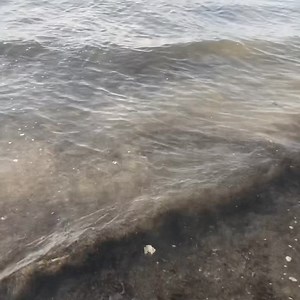 7/14/24 Sunday Morning Beach Report Port Aransas, Tx. The day begins bright and shiny. Noaa Weather says it’s 84° outside with patchy rain nearby. Humid with even the wind feeling hot. Small tar balls in the water and a little more seaweed than yesterday. Be sure to bring baby oil with you to remove the tar off the bottoms of your feet. Noaa says water temp is 82° and many folks swimming this morning. Yellow flags flying. Great water clarity and no beached jellyfish this morning in the area near