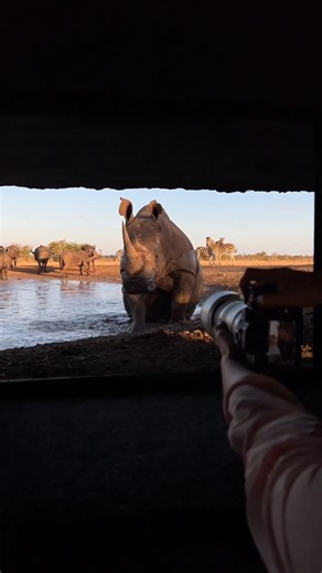 13K views · 598 reactions | When a mud bath meets a yoga session. What would you name this pose? 憐律‍♂️ : Singita & Ross Couper | Rhino Africa | Facebook