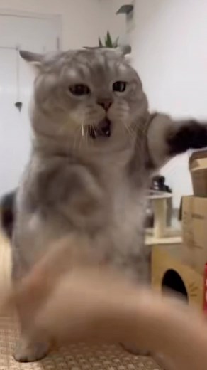 ✨cutiecat✨ on Instagram: "attack in lowercase #cutiecatshow"