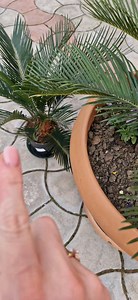 🦋Viata la tara implica și multa munca , iar eu am nevoie de sfatul vostru . #flori #gradina #spring #munca #tara #primavara | Hariton Luminita