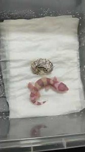 Leopard Gecko egg hatching timelapse