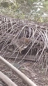 228K views · 3.2K reactions | Asian leopard cat (ALC) atau kucing batu.haiwan ini dilindungi sepenuhnya akta 716 perhilitan Video dari group whataps UHLM | Dunia Haiwan Malaysia | Facebook