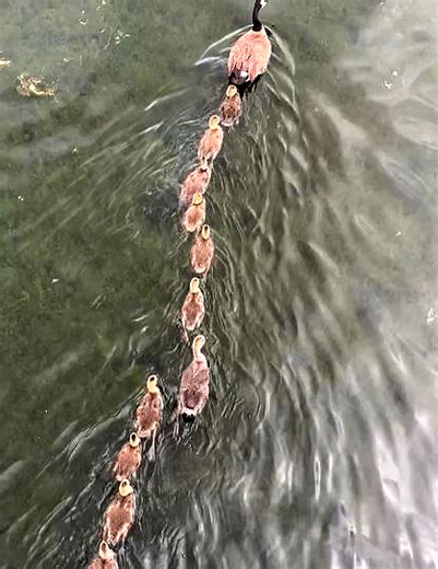 Een superfamilie ganzen gaat zwemmen in de rivier... | Curioctopus.nl
