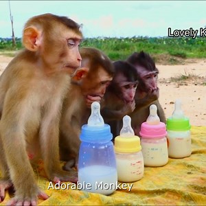 [ EXCHAUSTED ] Mr. Koki, Kody, Kola & Tiny Kodo Getting Milk After Full Playing, | Monkey Wild