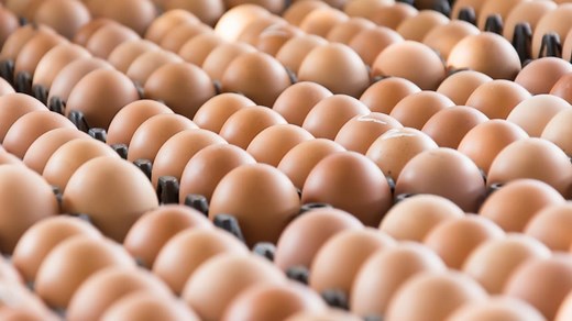 Salmonella: How to protect yourself from the recent outbreak in eggs