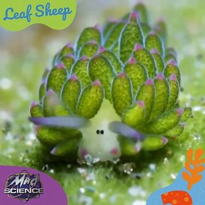 15 reactions | Is your little explorer tired of the same old lions and tigers? Mad Science has the cure for "boring animals syndrome"! Here's the leaf sheep. A tiny sea slug that looks like a cartoon sheep. This amazing creature is one of the selected few in the world that can use algae for photosynthesis. It gets its energy from the sun, just like plants. Stay tuned to keep learning more about nature science. | Mad Science | Facebook
