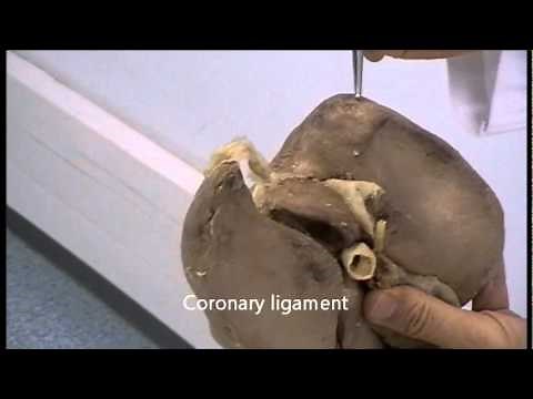 Gross anatomy of the liver + Anki flashcards