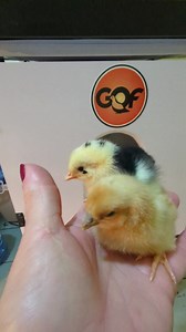 Chicks available today. Summerville West Hants. Exchequer leghorn,buff orpington and buff brahma. | Cajun Creek Farm | Facebook