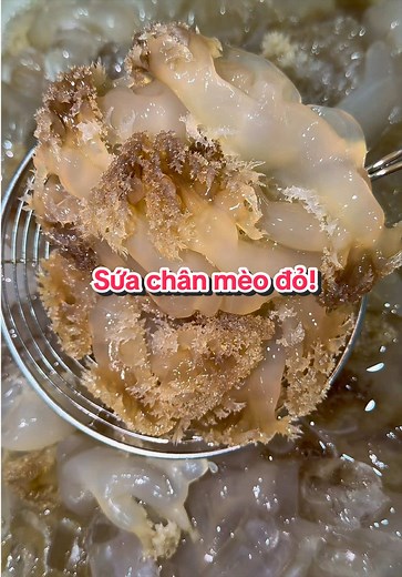 Sứa chân mèo đỏ mới về - Mukbang sứa giòn cùng Capy