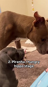 89K views · 4.6K reactions | The stages of owning a pit bull puppy  #reels #reelschallenge #dogs #puppy #cute #baby #love #happy #dogsofinsta | Knight & Aston | Facebook