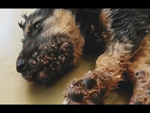 The puppy has hundreds botfly mangoworm